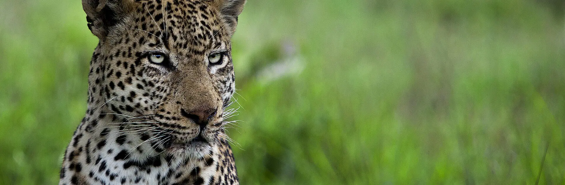 Londolozi Tree Camp, Parque Nacional Kruger | Go2Africa