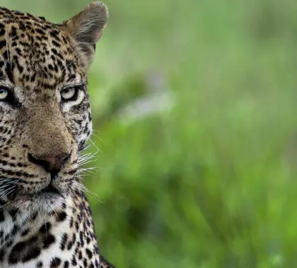 Guía de safaris en temporada baja/verde