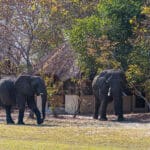 Excepcionales avistamientos de safaris aguardan en esta reserva de joyas ocultas. 