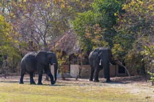 Excepcionales avistamientos de safaris aguardan en esta reserva de joyas ocultas. 