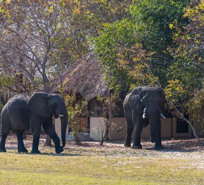 Excepcionales avistamientos de safaris aguardan en esta reserva de joyas ocultas. 