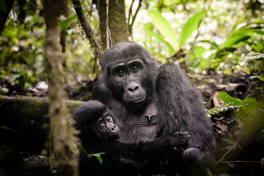 A gorilla and its baby looking in the direction of the camera in a forest in Uganda | Go2Africa