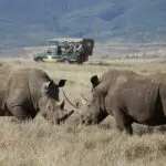 La reserva de Lewa, en Kenia, alberga la mayor población de rinocerontes del país. | Go2Africa