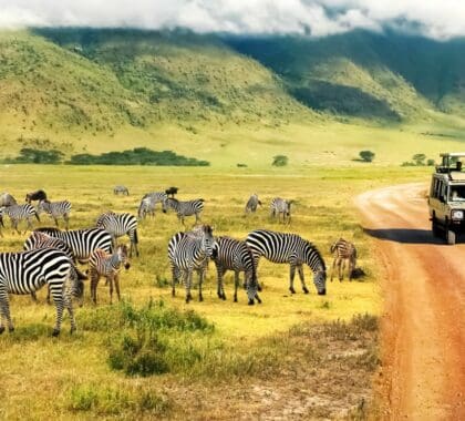 Game drive in Ngorongoro Crater, Tanzania | Go2Africa