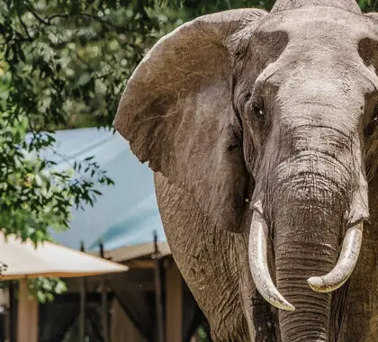 10 Best Kenya Safari Tours: Our Top Picks