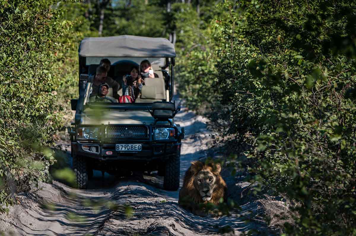 Un león macho adulto se posa decididamente en un camino que detiene un vehículo de safari y a sus pasajeros.