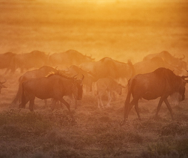 aws-wildebeest-in-the-sunset
