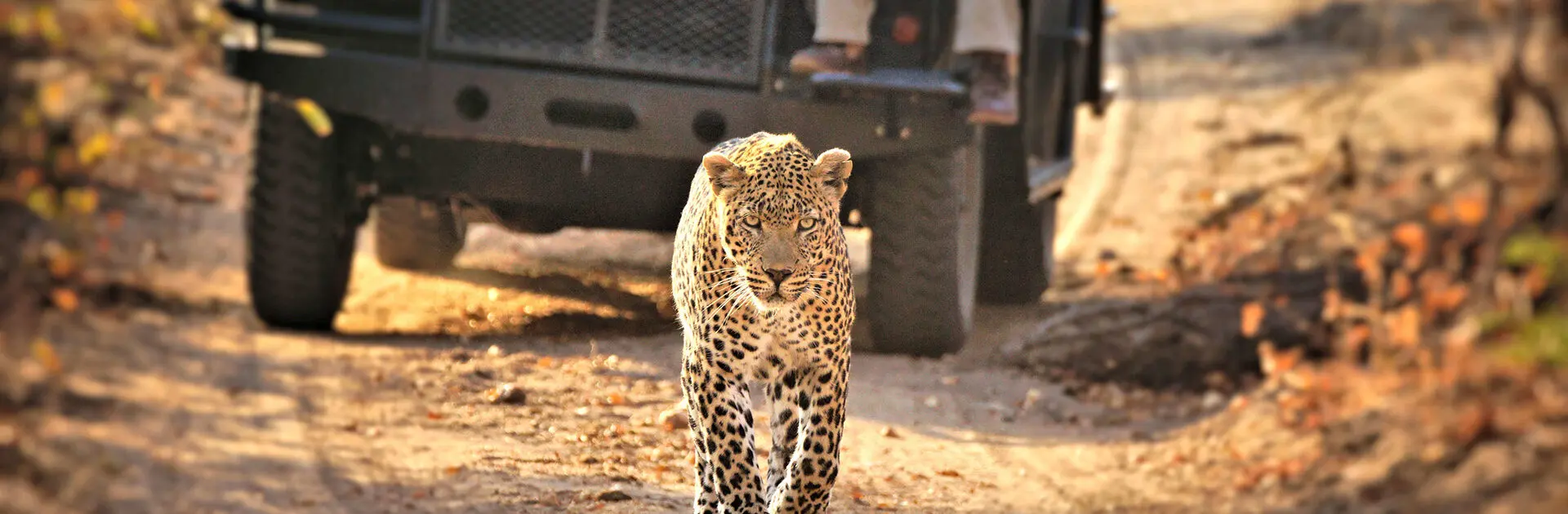 Leopard sighting at Idube Game Lodge, Sabi Sands Game Reserve | Go2Africa