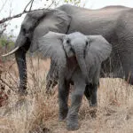 Elephant encounters. 