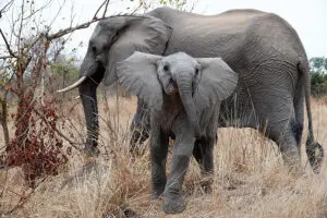 Elephant encounters. 