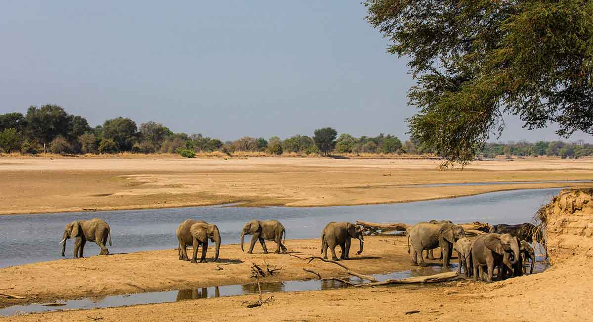 A herd of elephants gather around a water source, taking a sip to remain hydrated during South Luangwa's dry season.