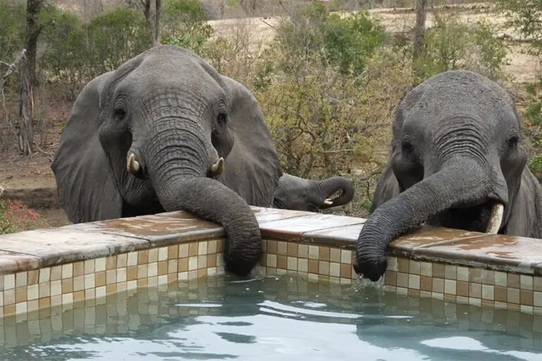 Elephants quenching their thirst at your private suite swimming pool at Idube.