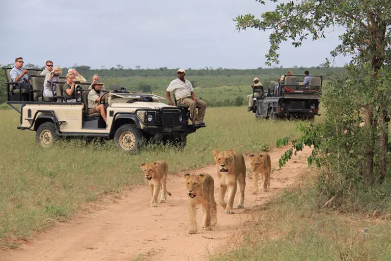 Excellent game viewing  in the Sabi Sand Private Game Reserve.