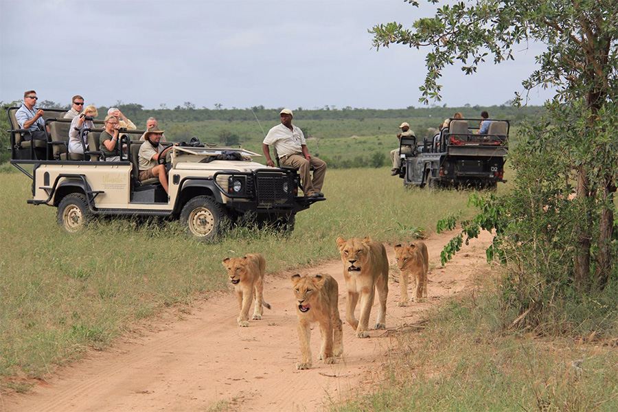Idube-Game-Reserve-Lodge---game-drive-with-lion-sighting