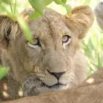 The Sabi Sands is a game-rich destination.
