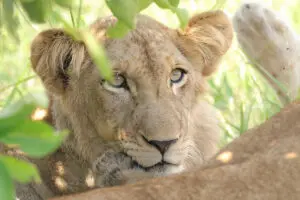 The Sabi Sands is a game-rich destination.