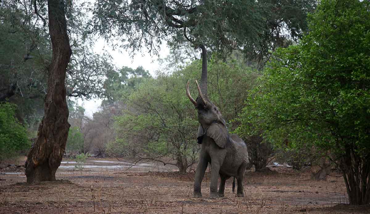 An elephant in Mana Pools, Zimbabwe trying to reach for berries in a tree