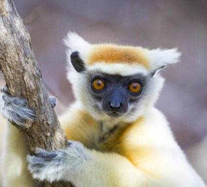 Golden crowned lemur.