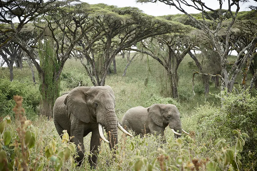 Campamento del cráter del Ngorongoro.