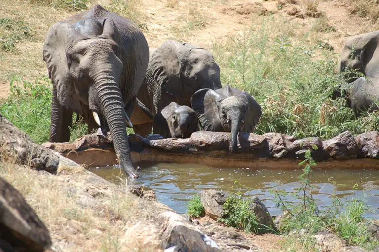 sarara-camp-elephant-at-the-waterhole