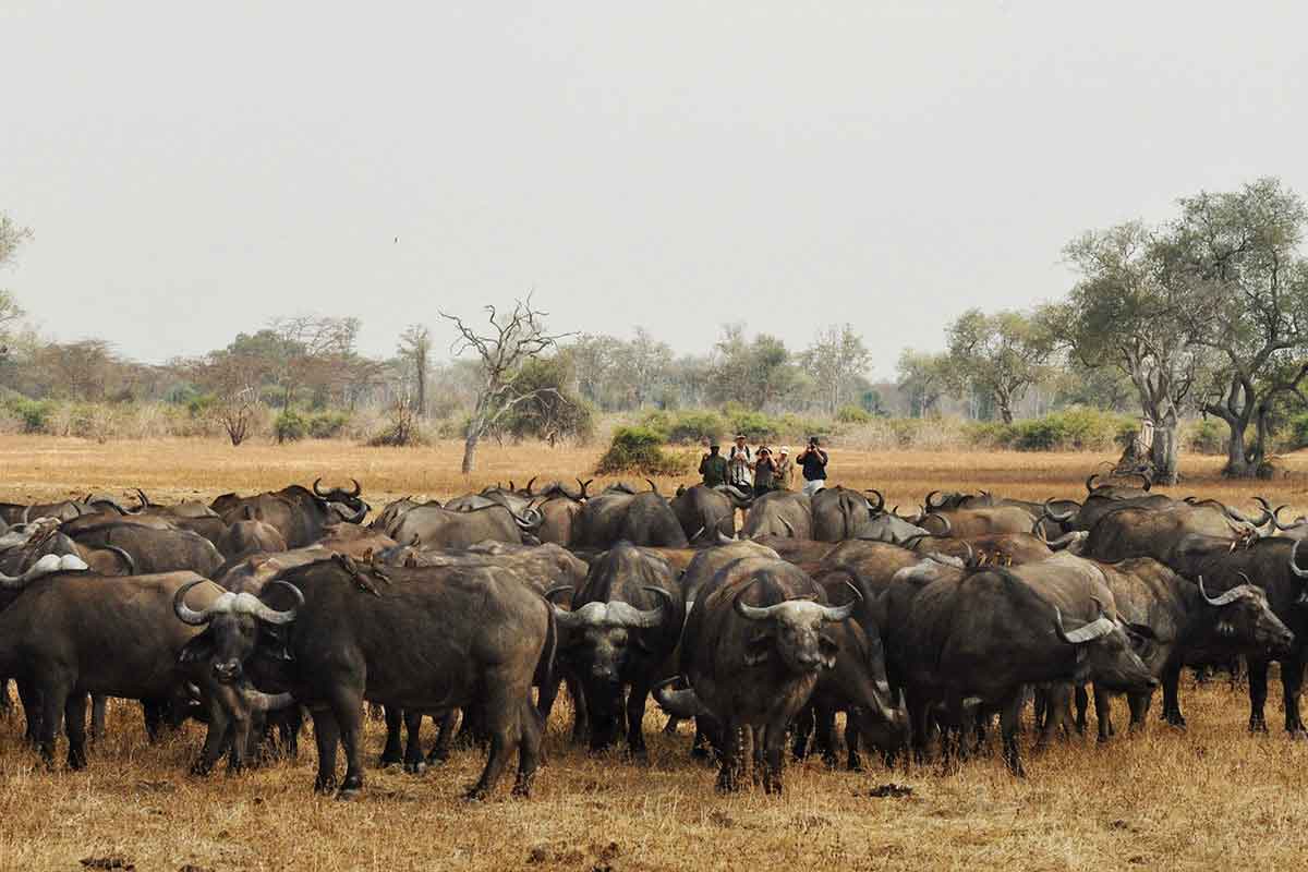 Viajeros de Go2Africa en un safari a pie observando una manada de bufalos en South Luangwe, Zambia.