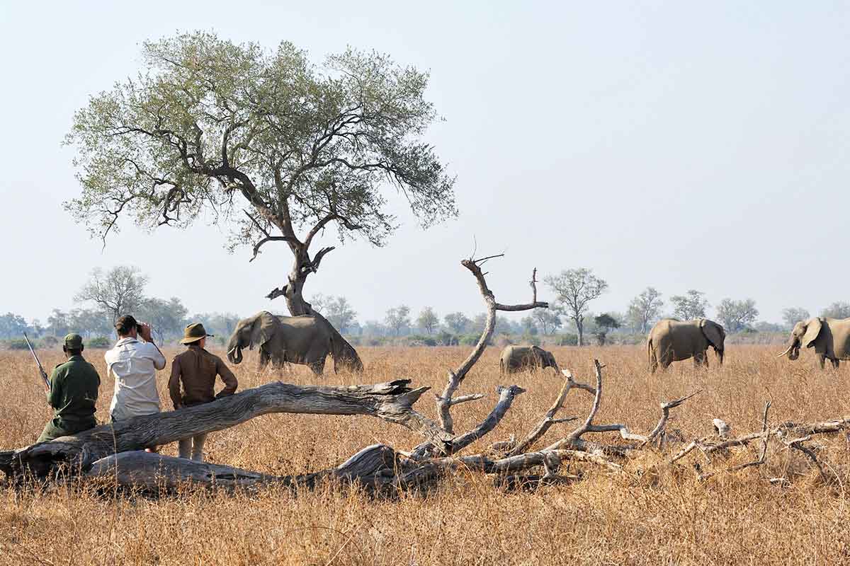 Safari adventurers seated beside a guide during a walking safari, observing elephants roaming the vast plains of South Luangwa