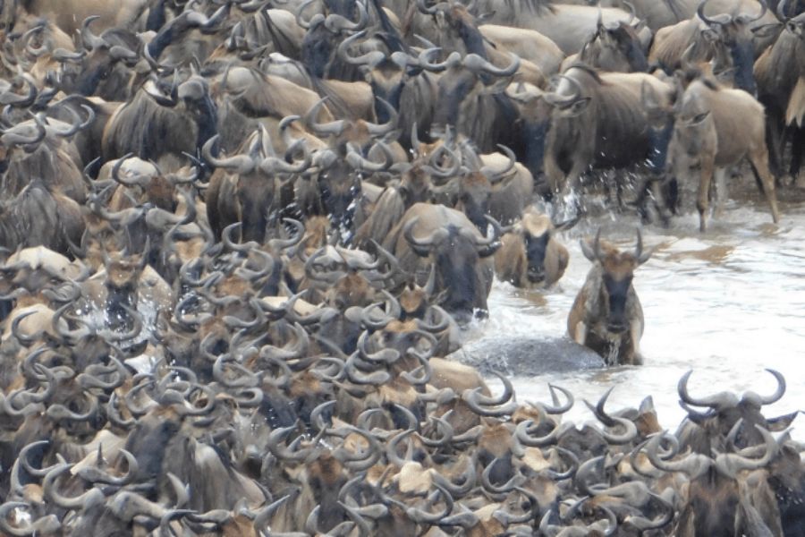 Witness the Wildebeest Migration upclose.
