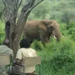 Wildlife visits around the Wayo Banagi Green Camp.