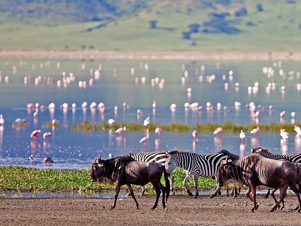 The Ngorongoro Crater is home to a wide diversity of game, including the big cats, plains game and flocks of flamingos.