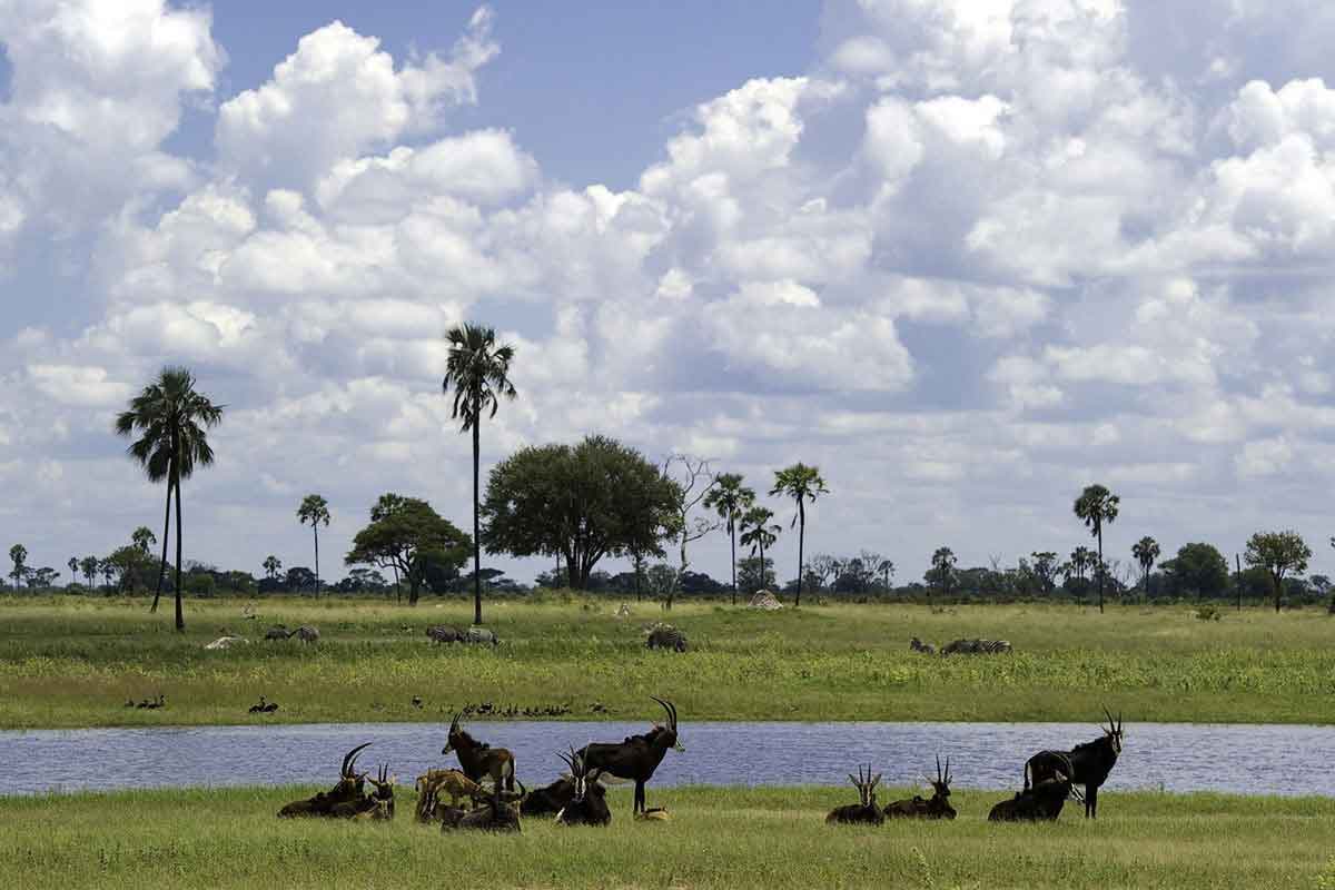 Rodeados de hierba de vivos colores y cielos nublados, un grupo del raro antílope sable se congrega junto a una masa de agua en Hwange, Zimbabue.