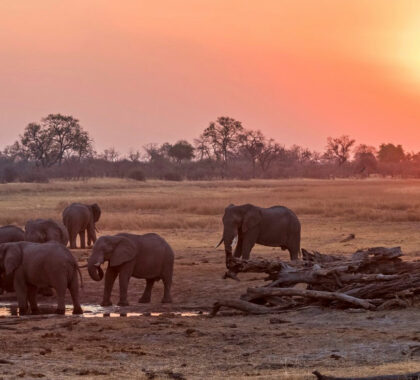 Zambia vs Zimbabwe vs Botswana: Which is Best for Safari?