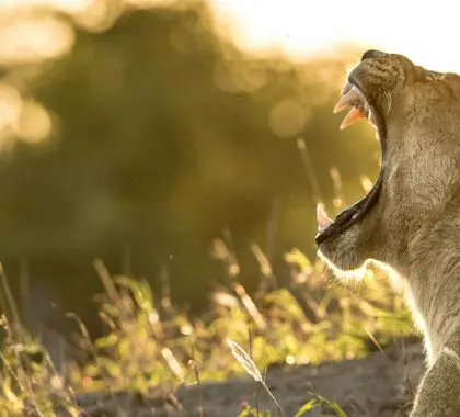Cuándo y dónde ver los 5 Grandes en África