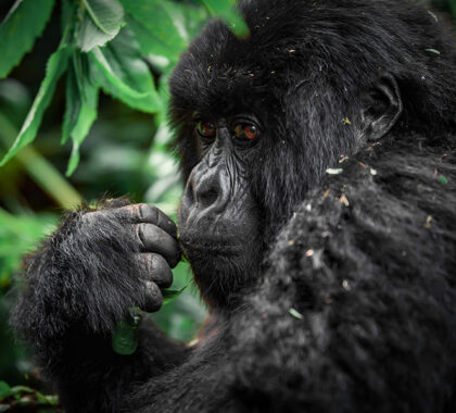 Trek gorillas in Rwanda.