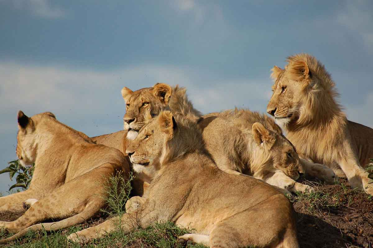 A pride of lions soaking up the sun in Kenya.