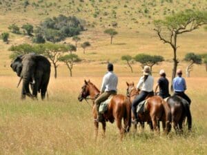 Spot members of the Big5 on your riding safari.
