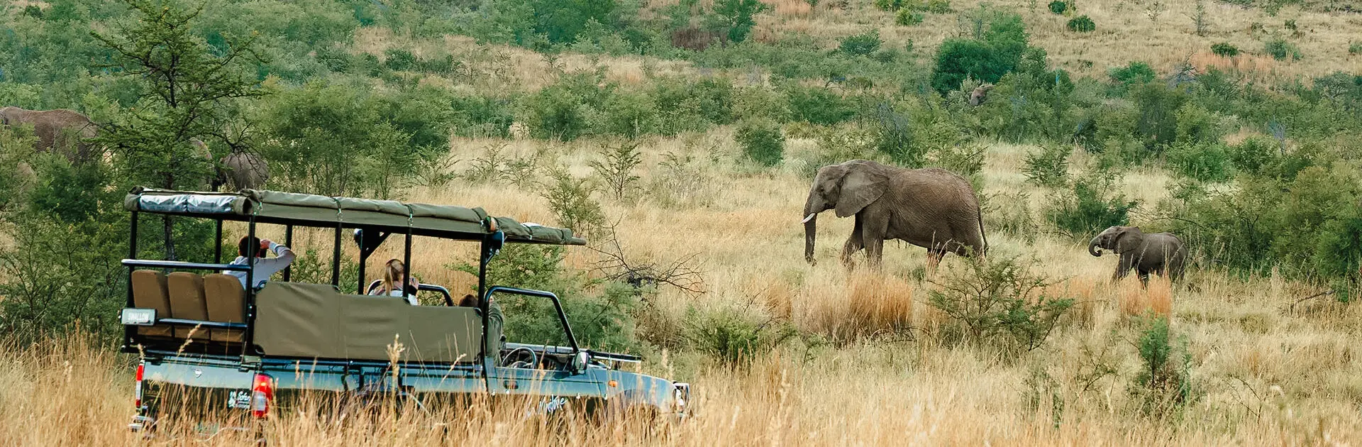 Elefante avistado durante un safari en una reserva natural de África | Go2Africa
