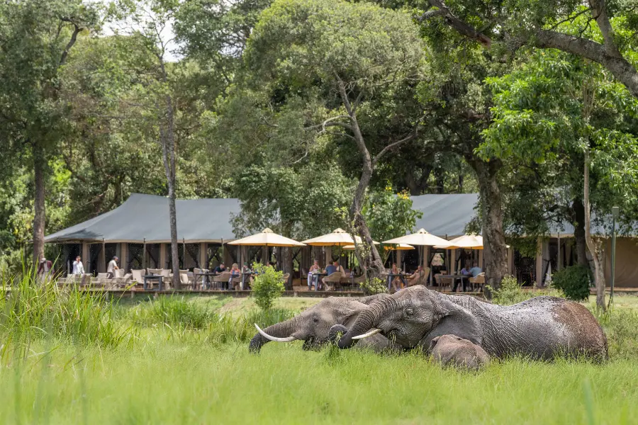 Elephants in the foreground and Little Govenors' Camp in the background | Go2Africa