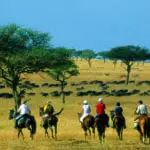 Gallop among herds of wildebeest.