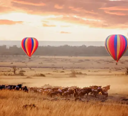 Amanecer sobre el Masai Mara, con un par de globos aerostáticos volando bajo y una manada de ñus debajo en la típica hierba roja de avena de la región. En Kenia, durante la Gran Migración anual.