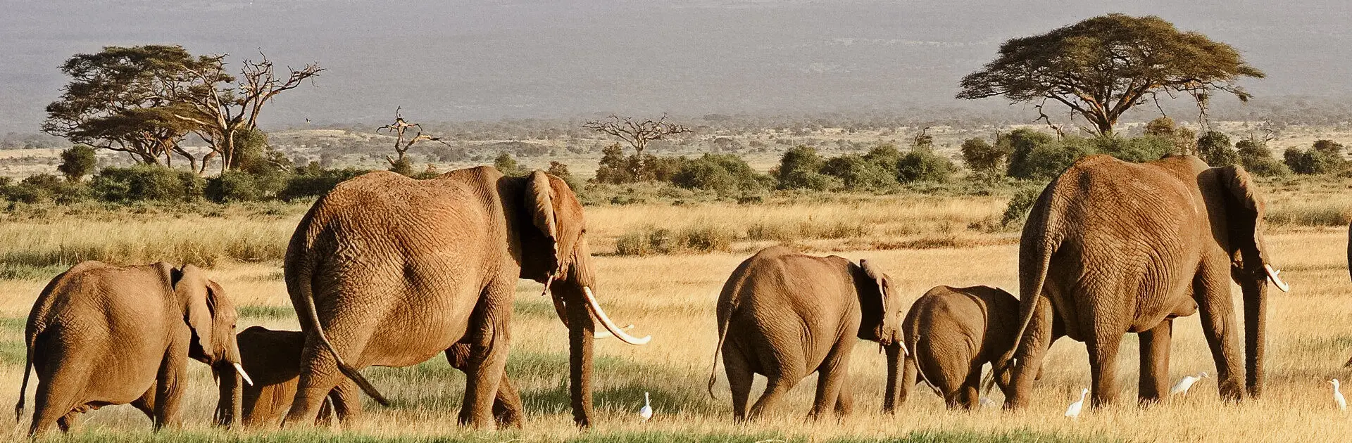 Elefantes en el Parque Nacional de Amboseli, Kenia | Go2Africa