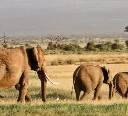 Elefantes en el Parque Nacional de Amboseli, Kenia | Go2Africa