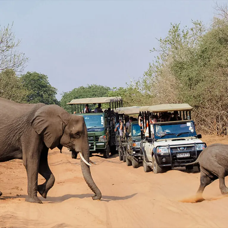 Elephant crossing in Chobe | Emma Hill, Go2Africa