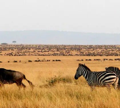 La guía completa de un safari por el Masai Mara