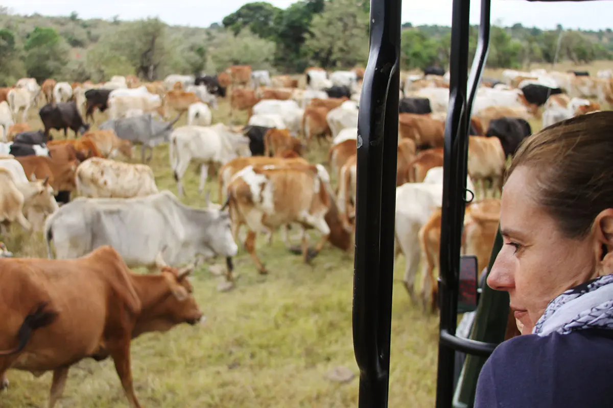 Our Africa Safari Expert, Rikke watching Maasai cattle in the Mara Triangle, Kenya