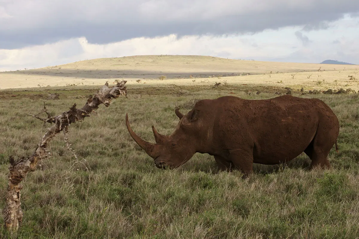 White rhino in Lewa Wildife Conservancy