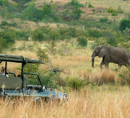 Africa Wheelchair Safari Guide