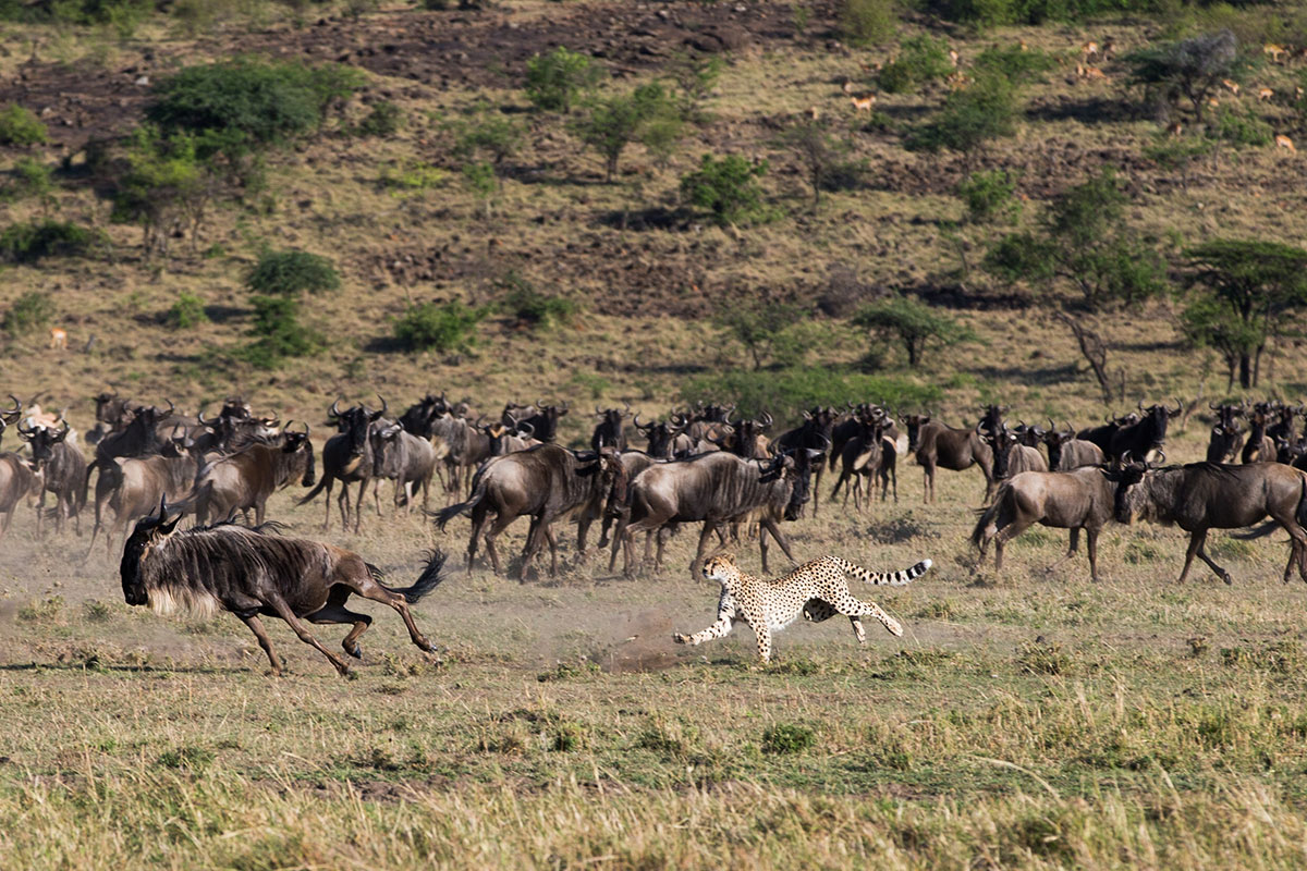 A cheetah chasing Wildebeest in the Masai Mara, Kenya