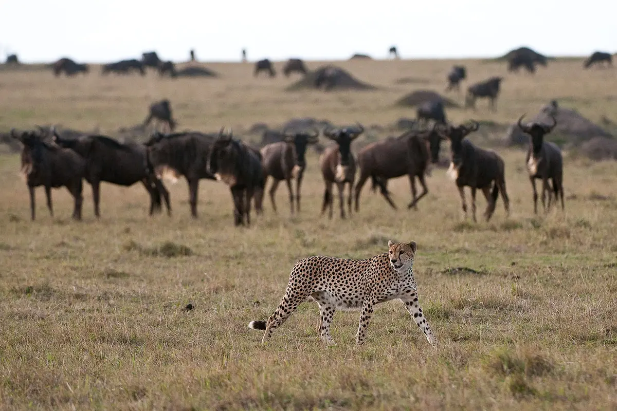 A cheetah stalking Wildebeest in the Masai Mara near Mara Plains Camp