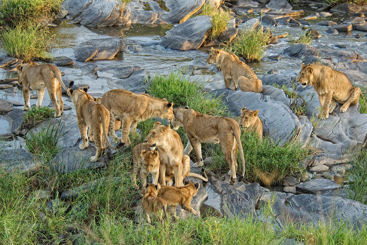 Twelve lions near Rekero on safari in the Masai Mara, Kenya
