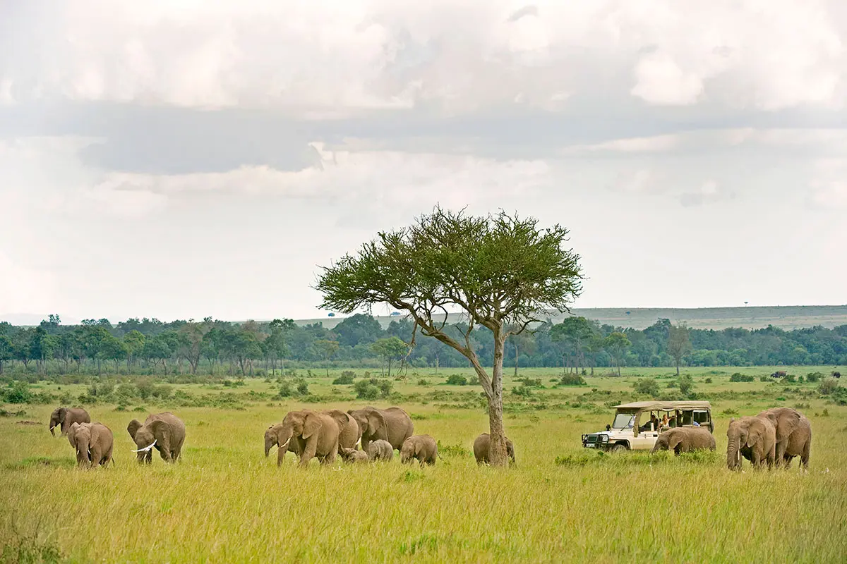 Elephants grazing near Sanctuary Olonana Camp in the Masai Mara, Kenya